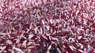 Our Micro Herbs & Edible Flowers Range