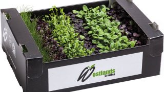 Micro Herbs